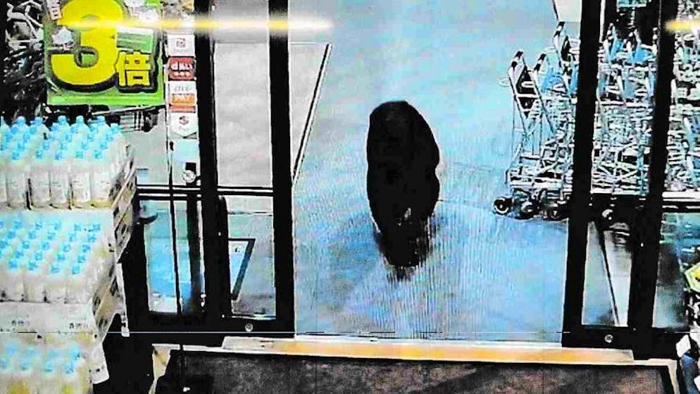 Der Bär kam durch den Haupteingang, randalierte und verletzte zwei Menschen.