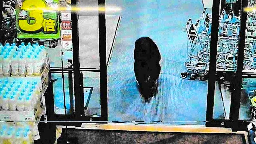 The bear came through the main entrance, went on the rampage and injured two people.