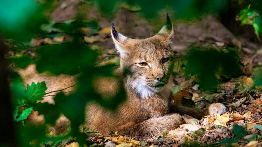 Animalisti allarmati. Lince preda le pecore di un consigliere nazionale UDC, sarà uccisa ignorando le linee guida