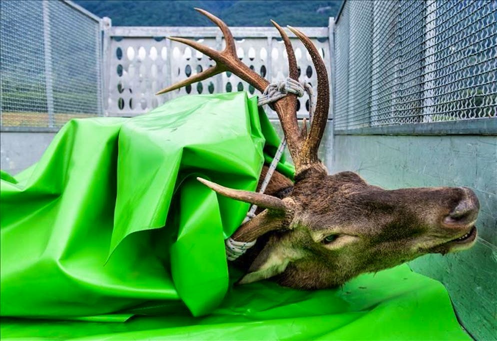 Cervi in esubero sotto tiro