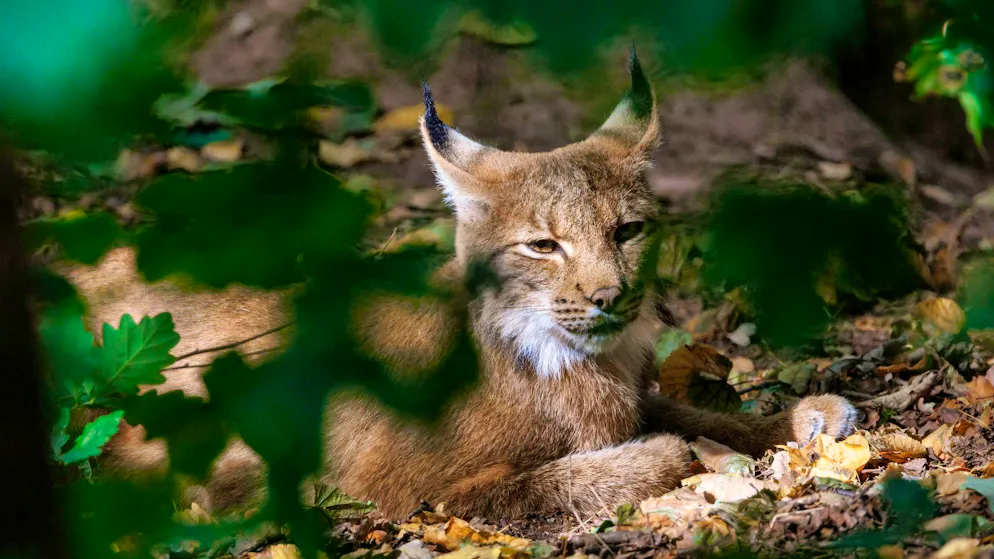 Lynx can be recognized by their tufted ears and are actually easy to distinguish from cats.