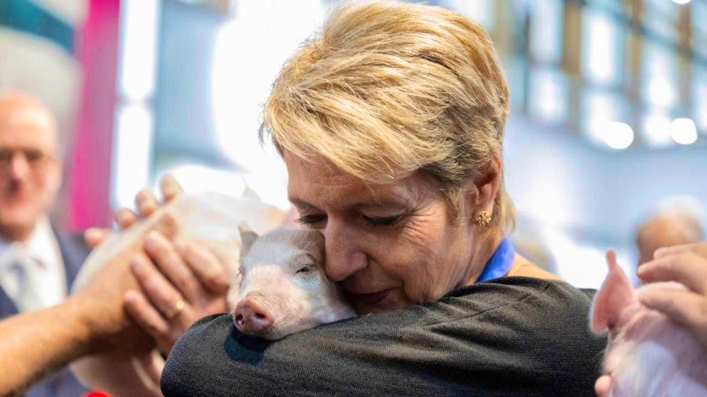 Cuddling with piglet Paola: Karin Keller-Sutter showed no fear of contact at her traditional piglet appearance at the Olma.