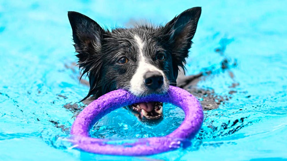 La dépendance au jeu peut aussi concerner les chiens.