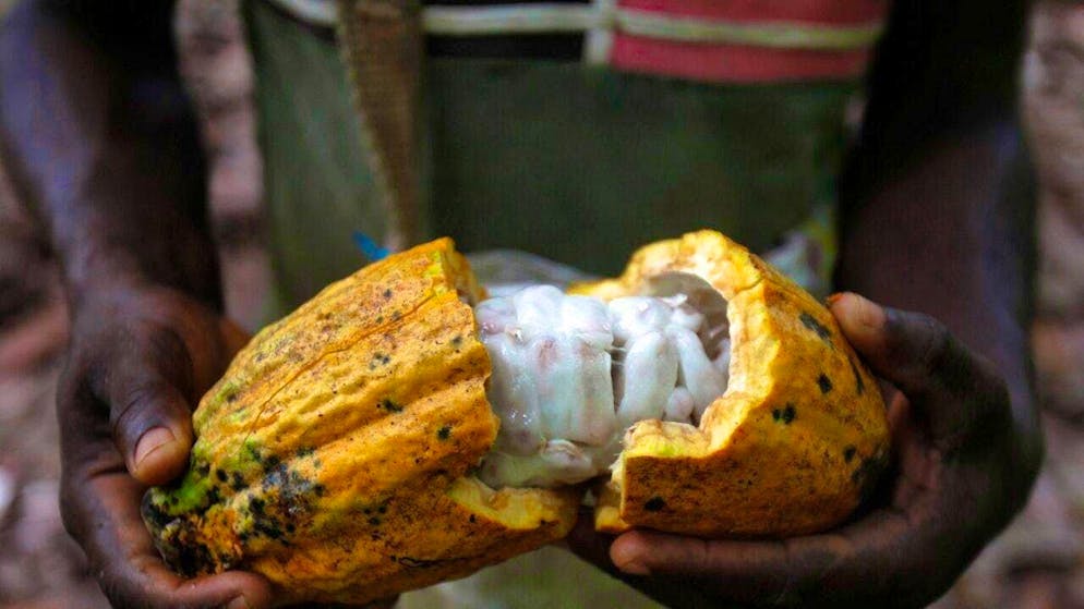 Child labor still occurs in many places in cocoa-growing countries. (symbolic image)