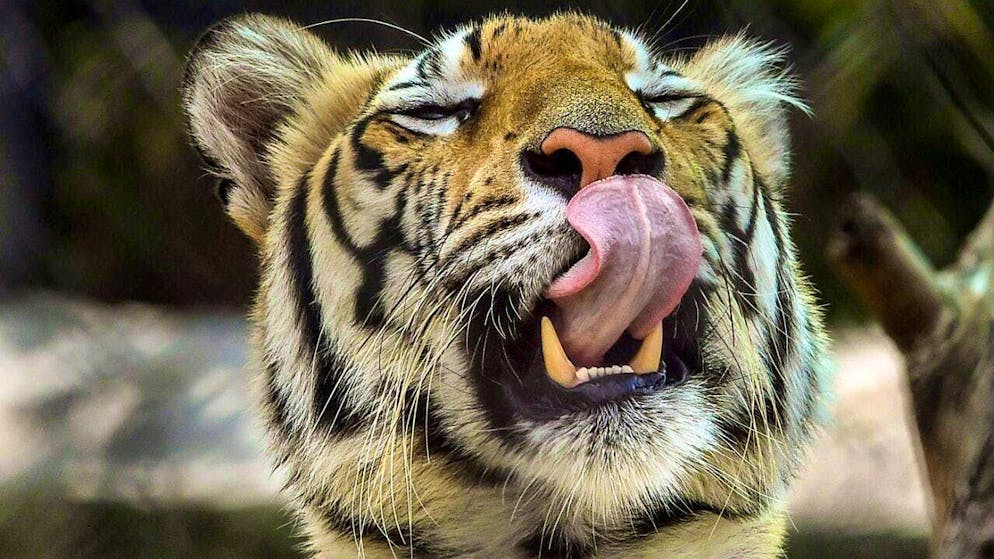 ARCHIVE - A Bengal tiger. Photo: CHE-RSK/PTI/dpa/Archive