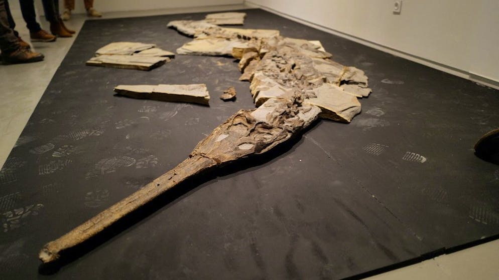 France. Découverte exceptionnelle : un crocodile du Jurassique presque complet exhumé