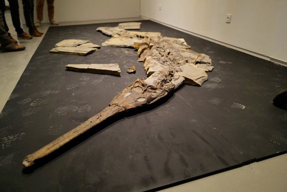 Le fossile de 5 mètres est exposé au musée de Lodève.