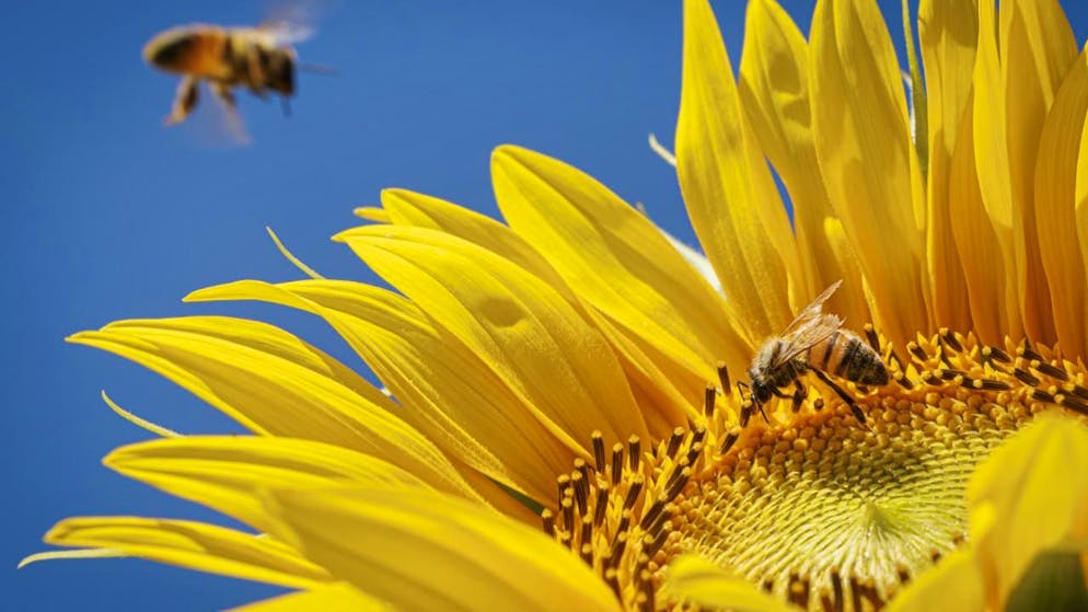 La situation des abeilles, notamment sauvages, est grave en Europe selon l'organisation internationale de protection de la nature, l'UICN (photo d'illustration).