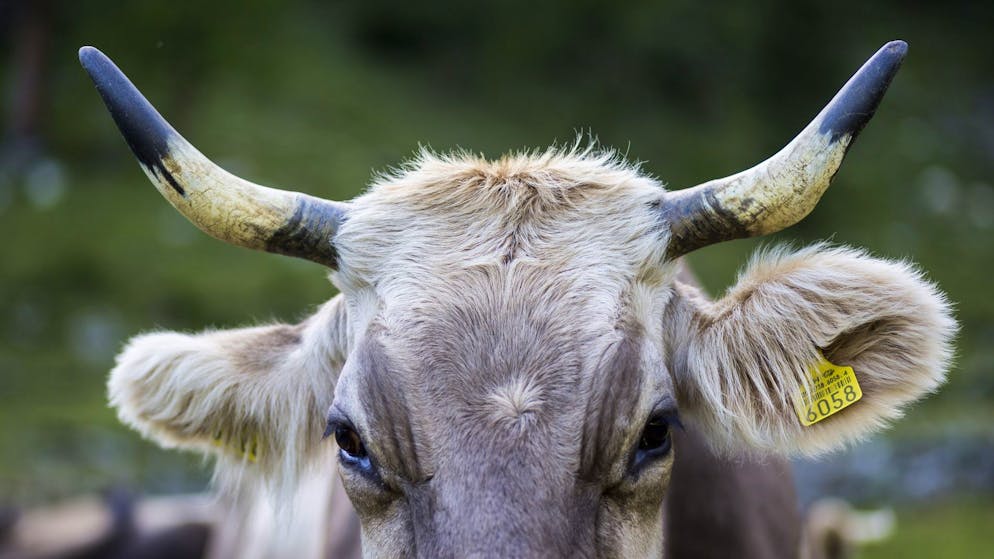 Agriculture. Un foyer de dermatose bovine identifié dans le Jura en France