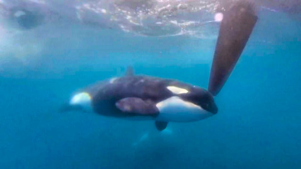 ARCHIVE - Orca near the Strait of Gibraltar. Photo: -/The Ocean Race via AP/dpa/Archive