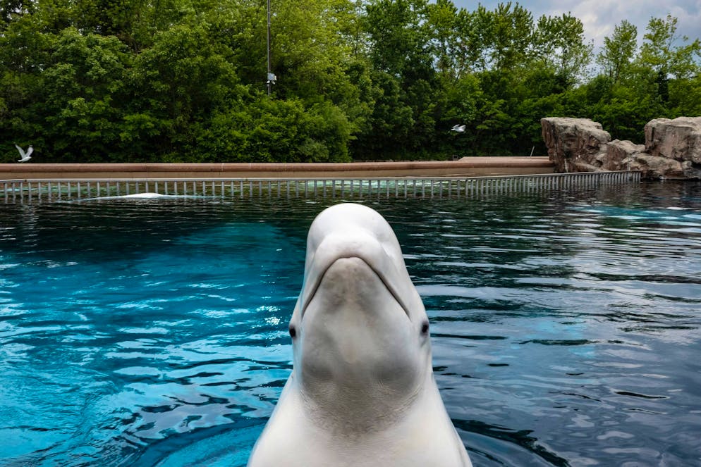 Uno dei 30 beluga del parco acquatico Marineland