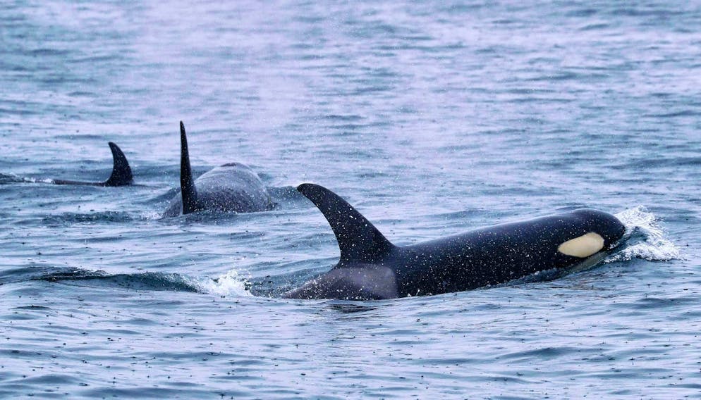 Dangerous interactions are increasing off the coast of Portugal.
