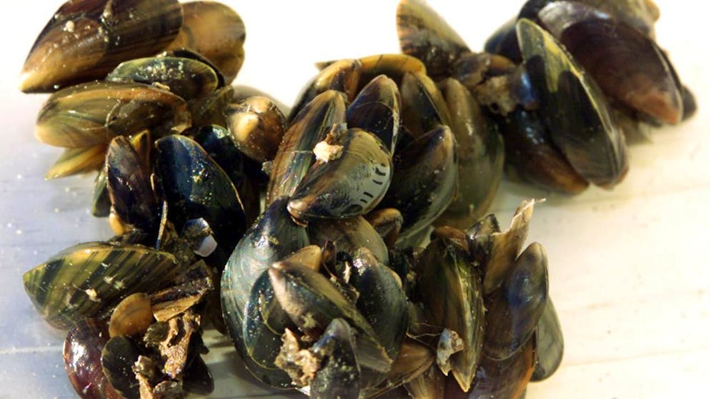 Die Umweltschutzorganisation Greenpeace hat in Speisefischen, Muscheln und Krabben der Nord- und Ostsee teils hohe Belastungen mit PFAS-Chemikalien festgestellt. (Symbolbild)