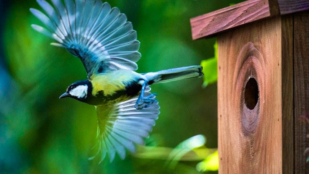 Young great tits learn vital skills not only from their parents - but above all from their siblings. (archive picture)