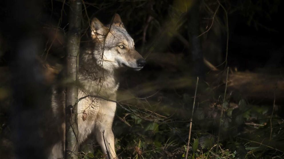 In Bassa Engadina si è formato un nuovo branco di lupi, chiamato "Clemgia", scrive l'Ufficio per la caccia e la pesca retico. (immagine simbolica)