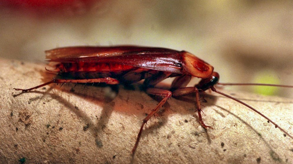 Cockroaches often crawl around on London buses. (symbolic image)