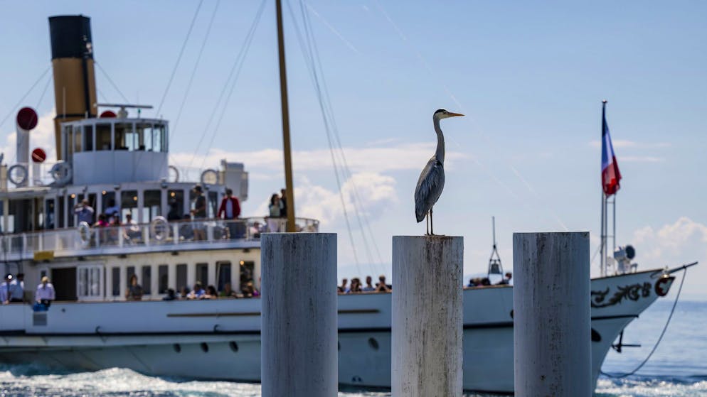 Liaison Thonon-Lausanne. La CGN réduit la voilure: grogne chez les frontaliers
