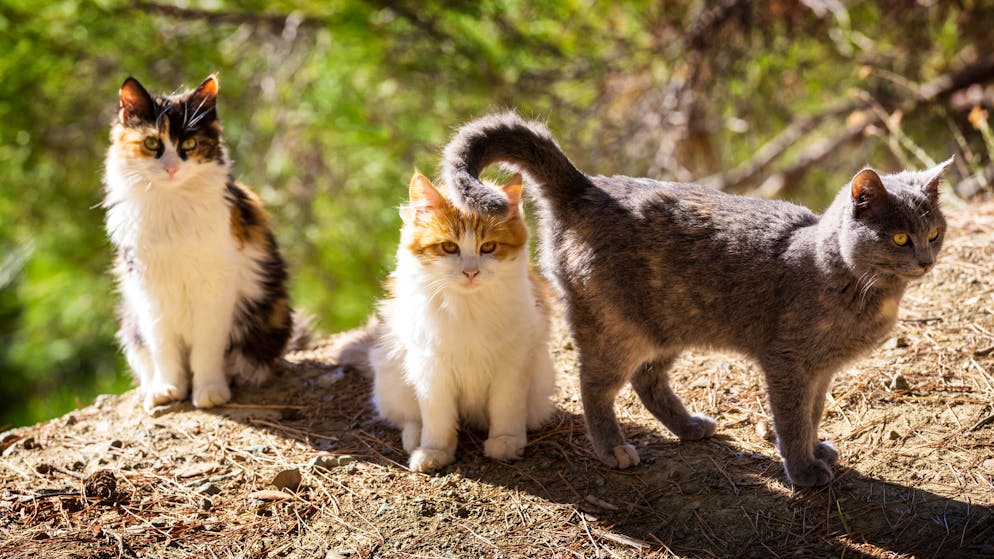 A Cipro ci sono tanti gatti randagi.