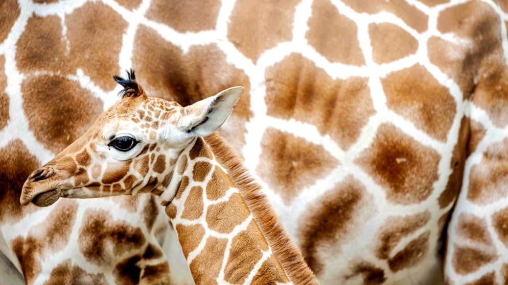 La giraffa reticolata è una specie a rischio. (Foto simbolica)