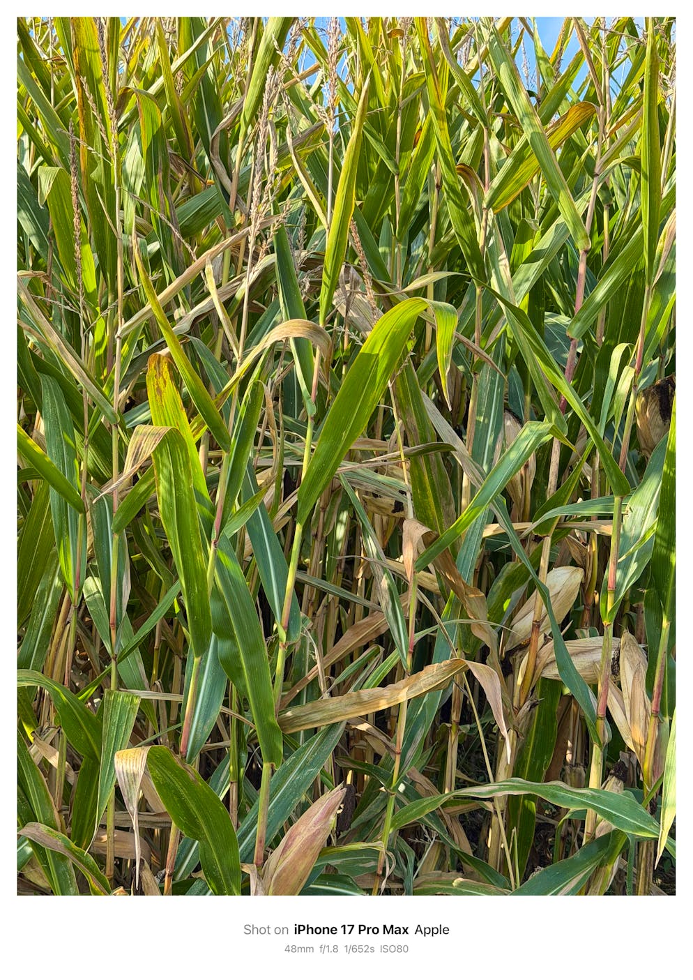 Kameravergleich iPhone 16 Pro Max vs iPhone 17 Pro Max. Foto mit iPhone 17 Pro Max