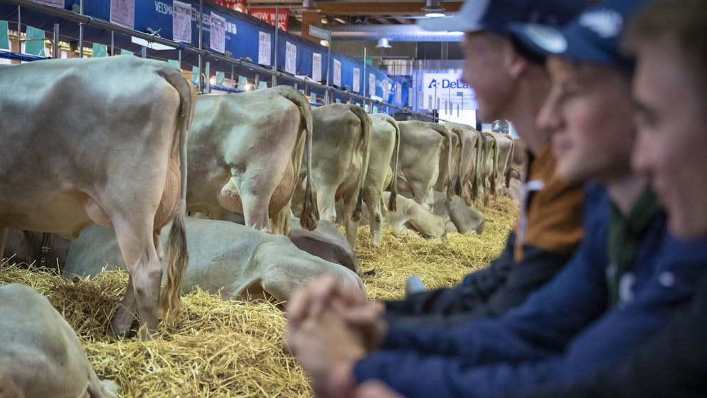 Panique à St-Gall. Trois bovins s'échappent de l'Olma et blessent deux enfants!