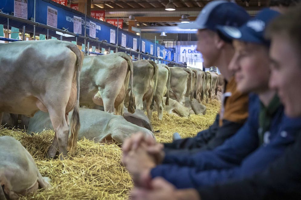 Des visiteurs regardent des vaches dans le hall 7 lors de l'inauguration de la 82e édition du salon suisse de l'agriculture et de l'alimentation OLMA, le jeudi 9 octobre 2025 à Saint-Gall. Le salon se tiendra du 9 au 19 octobre 2025. (KEYSTONE/Andreas Becker)