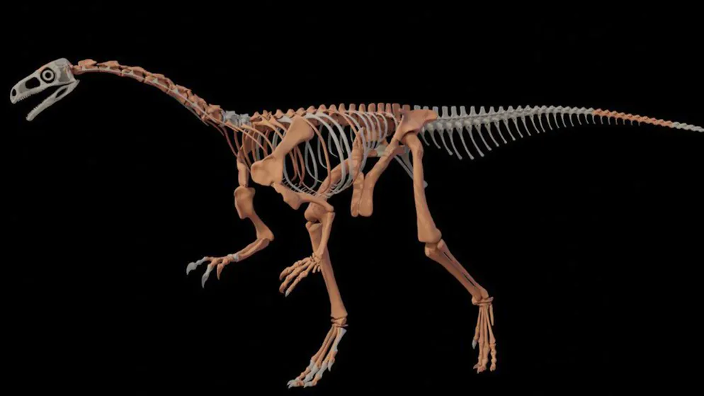«Huayracursor jaguensis». L'un des plus vieux dinosaures au monde découvert en Argentine