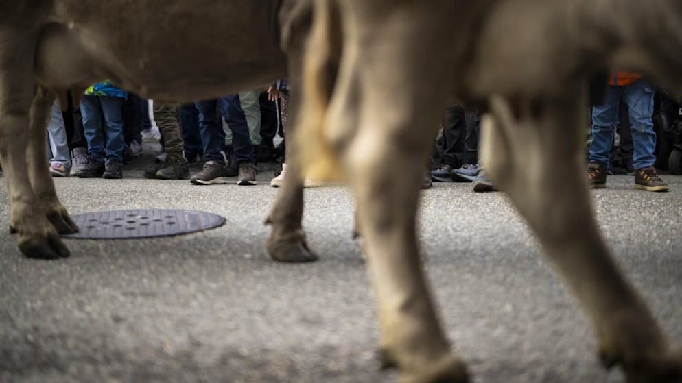 Un vitello è stato abbattuto dopo la fuga. (Foto simbolica)