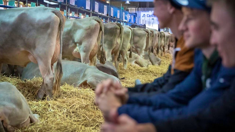 An der Olma in St. Gallen brachen drei junge Rinder aus und verletzten dabei zwei Kinder. (Archivbild)