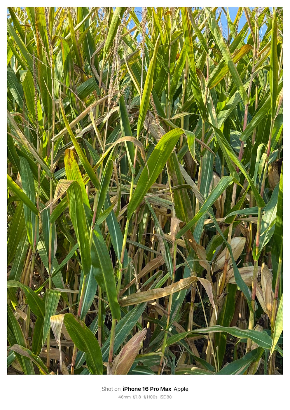 Kameravergleich iPhone 16 Pro Max vs iPhone 17 Pro Max. Foto mit iPhone 16 Pro Max