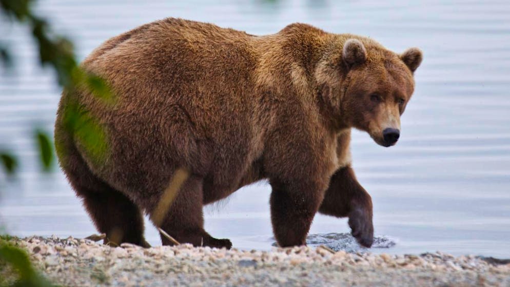 Japon. Sept morts dans des attaques d'ours cette année, un record