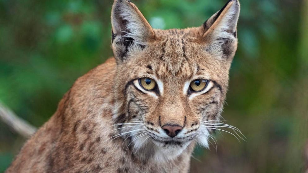 Il permesso di abbattimento è stato emesso lo scorso 17 settembre. (Foto simbolica)