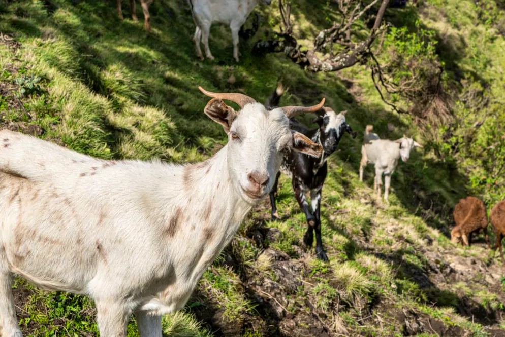 Kaffe-Facts und kurioses. Wie wurde das segensreiche Getränk der Menschheit eigentlich zugänglich gemacht? Möglicherweise dank eines Tieres: Laut Überlieferung machte ein Ziegenhirte im Äthiopien des 9. Jahrhunderts die Beobachtung, dass seine Tiere sich nach der Verkostung von Kaffeekirschen irgendwie aufgedreht benahmen. Ein Mönch soll daraufhin mit Kaffee experimentiert und ihn als Getränk entdeckt haben.