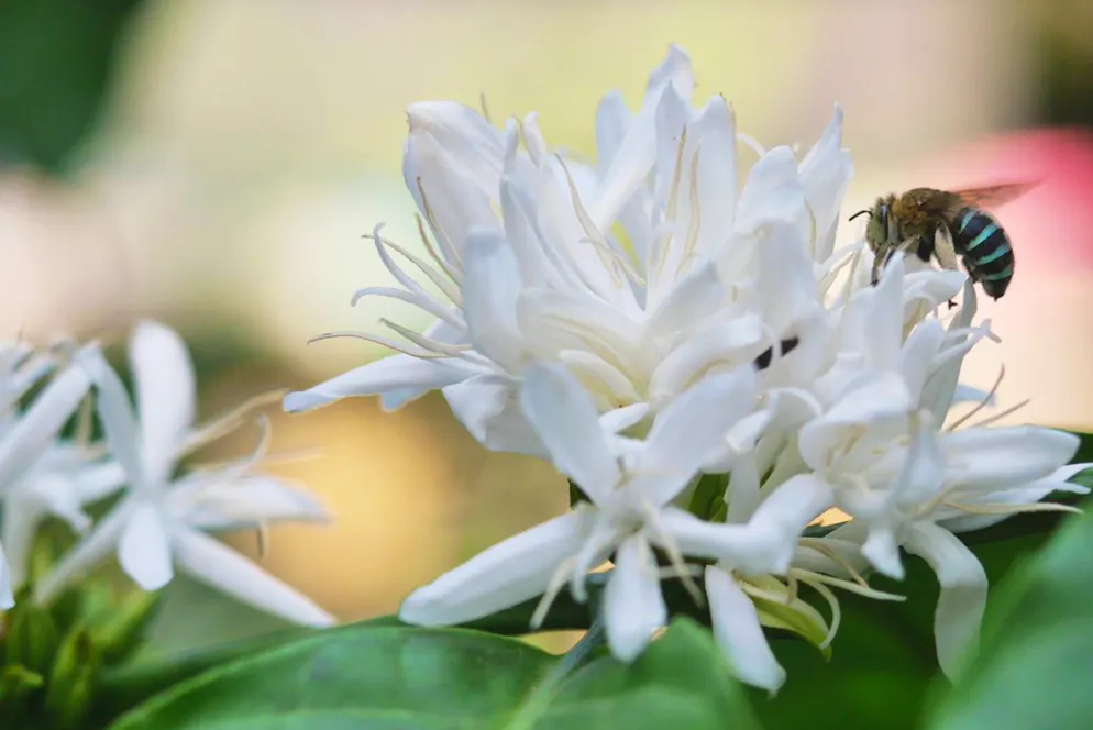 Kaffe-Facts und kurioses. Nicht nur die historischen Ziegen fanden wohl Gefallen an der koffeinhaltigen Pflanze. Wie in Grossbritannien erforscht wurde, hegen auch Bienen eine Vorliebe für Blüten, die ihnen diesen Stoff zu bieten haben – auch wenn der Nektar von eher durchschnittlicher Qualität sein mag.