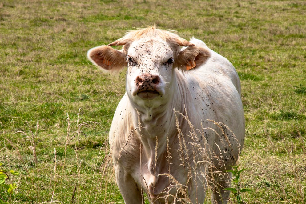 En 2024, la France a envoyé à l'étranger 940'000 broutards, des bovins de quatre à quinze mois destinés à produire de la viande, et 356'000 veaux de moins de deux mois de type laitier, selon l'Institut de l'élevage. (image d'illustration)