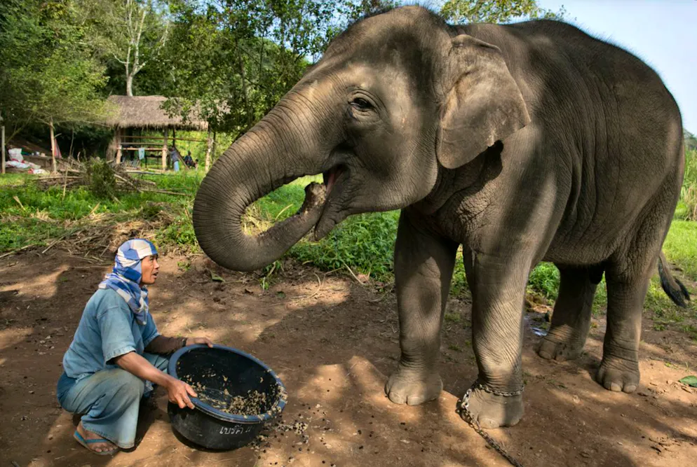 Kaffe-Facts und kurioses. Der Elefant verdaut die Kaffeefrüchte für 15 bis 30 Stunden – eine Art Fermentationsprozess für die Bohnen. Diese werden anschliessend gesammelt, gereinigt und geröstet ...