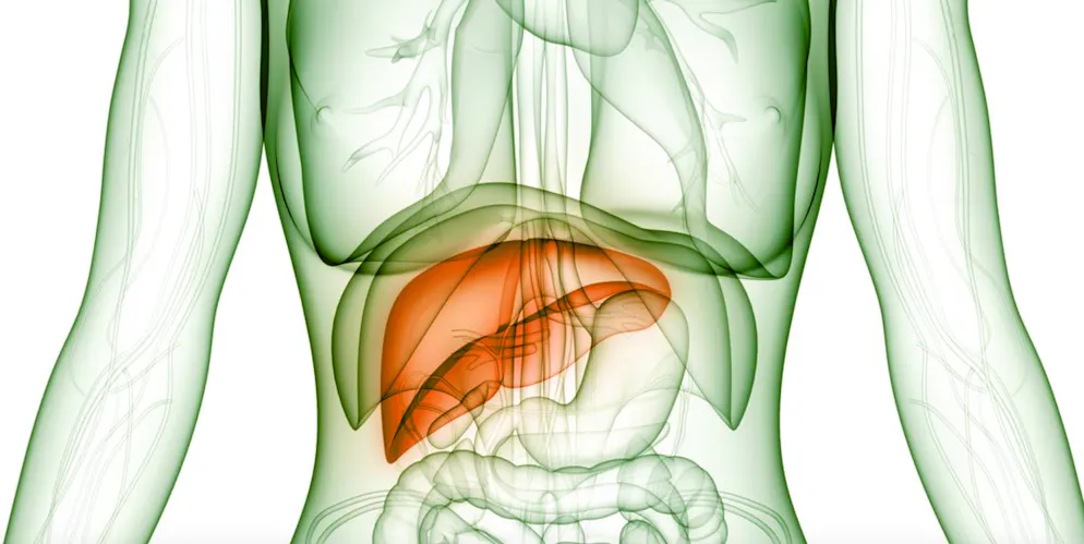 Kaffe-Facts und kurioses. Den Ruf als Gesundheits-Gefährder ist Kaffee weitgehend los. Umgekehrt werden immer wieder neue positive Wirkungsweisen auf den menschlichen Körper entdeckt. Einer aktuellen britischen Studie zufolge soll Kaffeekonsum zum Beispiel chronischen Erkrankungen der Leber vorbeugen können. Als ideale Menge diesbezüglich gelten drei bis vier Tassen am Tag. Der Koffeingehalt ist dabei unerheblich.