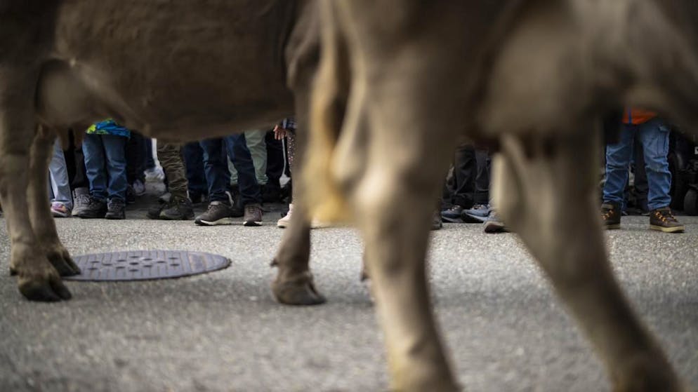 La fuga di tre vitelli due giorni fa ha movimentato la fiera.