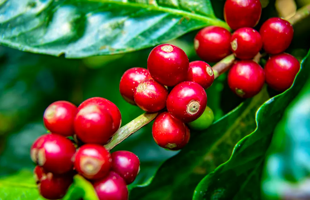 Kaffe-Facts und kurioses. Zwar ist die Rede von der Kaffee-Bohne, genau genommen handelt es sich dabei aber um einen Samen: Es ist der Kern der Kaffeekirsche. Die meisten Früchte haben sogar zwei davon.