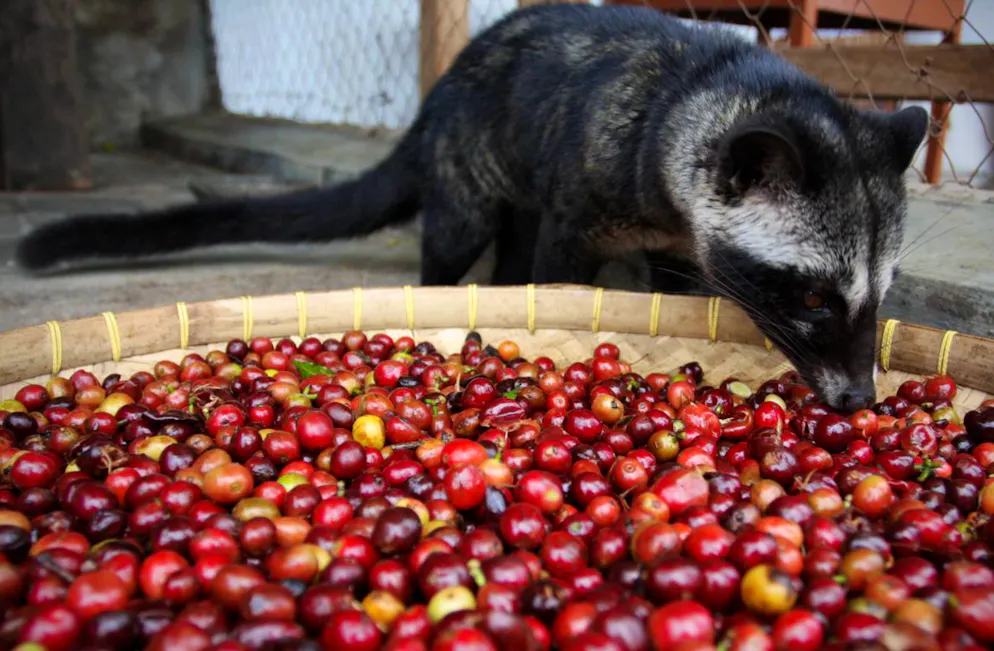 Kaffe-Facts und kurioses. Kaffeekirschen stehen auch auf dem Speiseplan einer indonesischen Schleichkatze (Civet). Die Kerne werden wieder von dem Tier ausgeschieden. Daraus wurde die Idee geboren, aus diesen Bohnen, die gewissermassen ein spezielles «Verfahren» durchlaufen haben, einen besonders exquisiten Kaffee zu rösten: «Kopi Luwak».