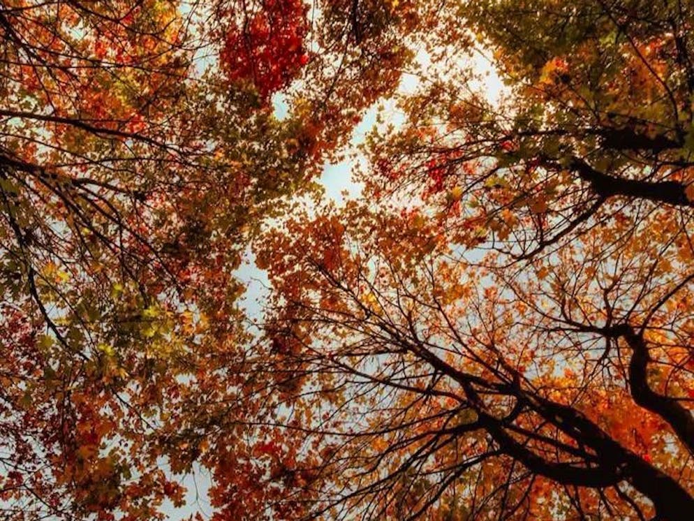 Herbstbilder 2025: Das sind die Bilder der blue News Leser*innen. ... Vitaparcours.