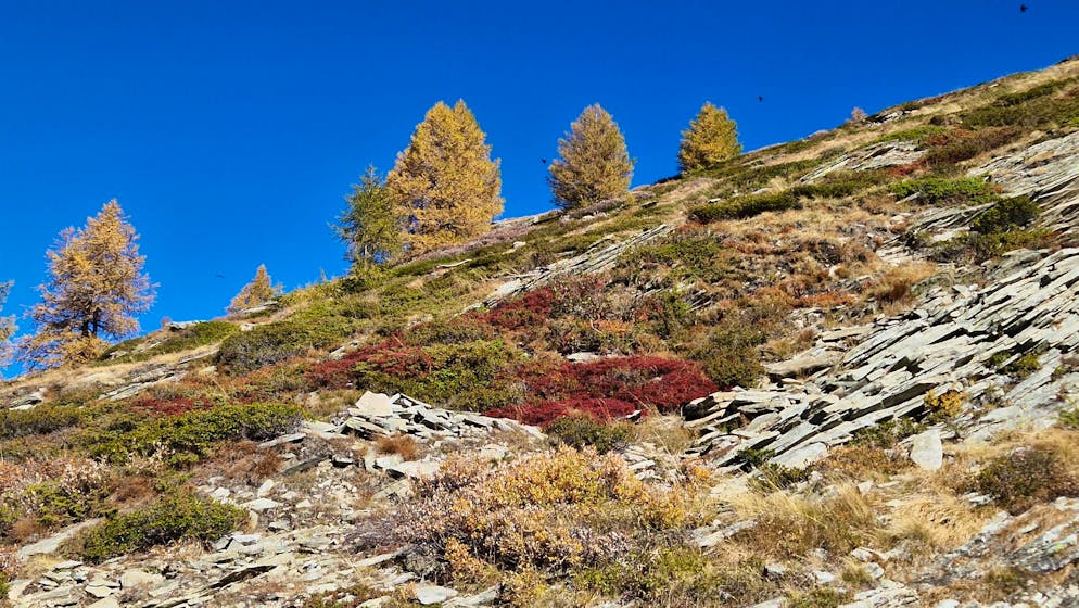 Herbstbilder 2025: Das sind die Bilder der blue News Leser*innen. ... im schönen Wallis.