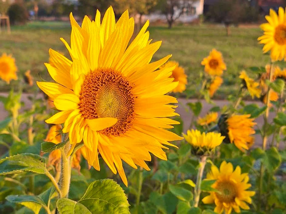 Herbstbilder 2025: Das sind die Bilder der blue News Leser*innen. ... bunt sein kann.