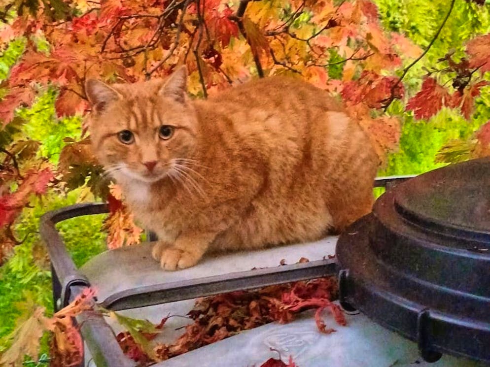 Autumn pictures 2025: These are the pictures of blue News readers. "Tone on tone with the fall", writes Andrea from Thal - her pussycat is perfectly camouflaged.