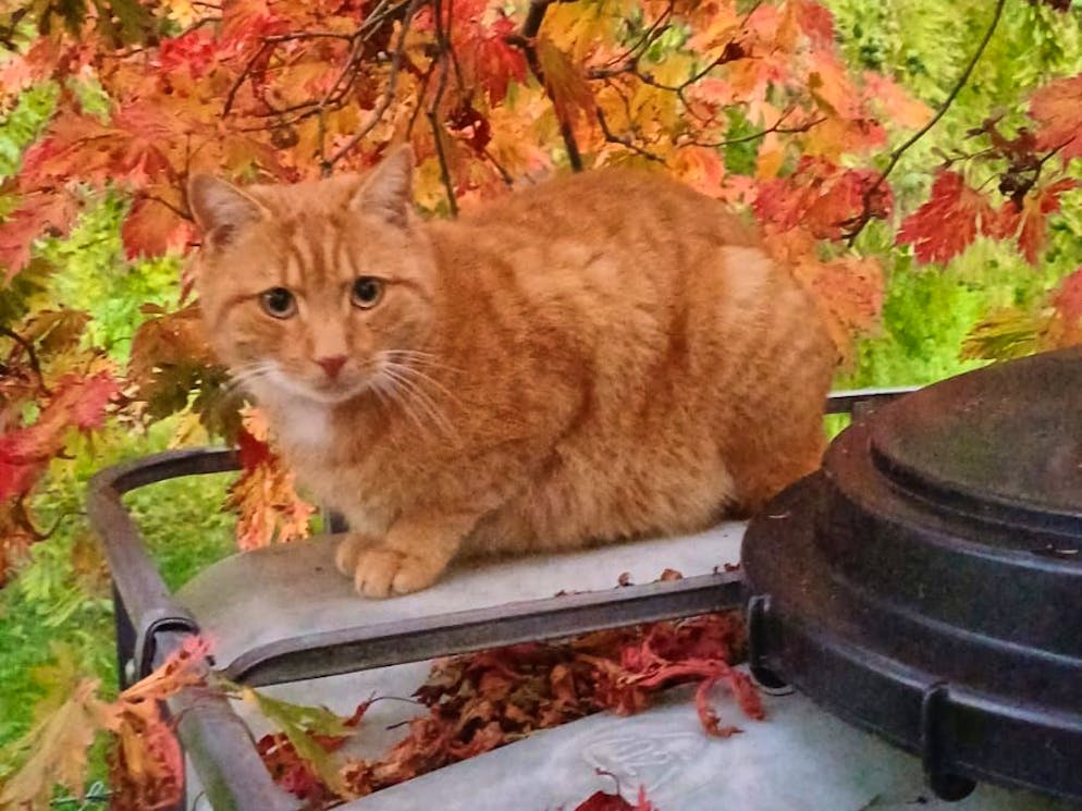 Herbstbilder 2025: Das sind die Bilder der blue News Leser*innen. «Ton in Ton mit dem Herbst», schreibt Andrea aus Thal – ihr Büsi ist perfekt getarnt.