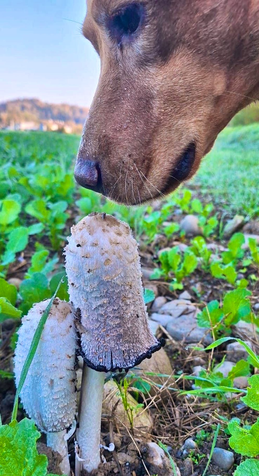 Autumn pictures 2025: These are the pictures of blue News readers. Autumn time? Mushroom time!