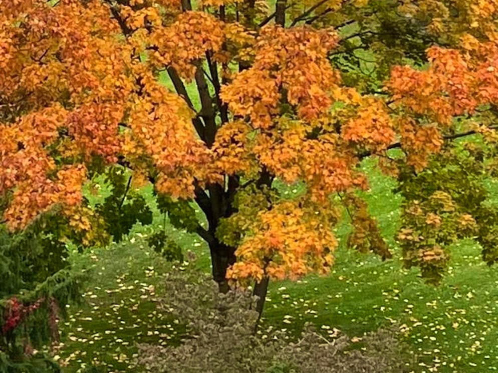Herbstbilder 2025: Das sind die Bilder der blue News Leser*innen. In Chur im Lacunaquartier.