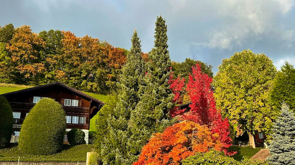 Herbstbilder 2025: Das sind die Bilder der blue News Leser*innen. ... zeigt uns auch noch die Herbststimmung ...