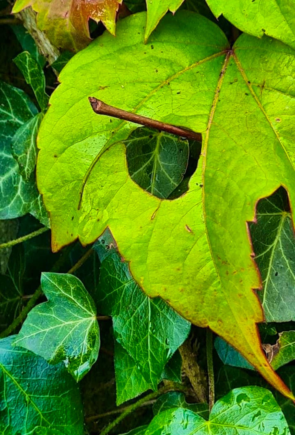 Autumn pictures 2025: These are the pictures of blue News readers. Autumn in Villnachern AG