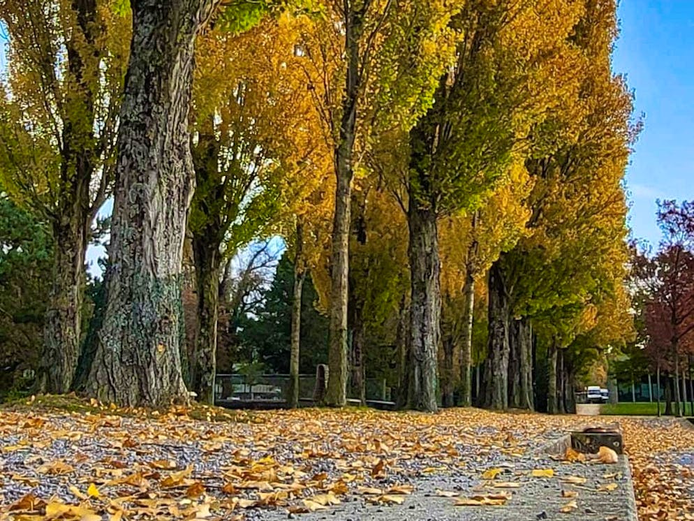 Autumn pictures 2025: These are the pictures of blue News readers. Here Senta skillfully places a row of trees at the small boat harbor in Biel BE ...